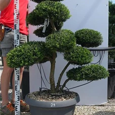 Ilex crenata, Gartenbonsai NPriN29 - 100
