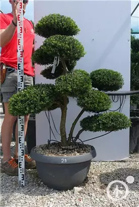 Japan-Stechpalme - Ilex crenata