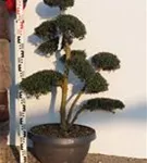 Japan-Stechpalme - Ilex crenata