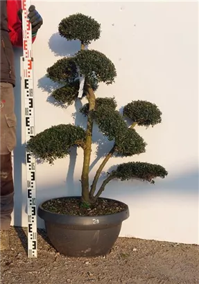 Japan-Stechpalme - Ilex crenata