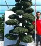 Japan-Stechpalme - Ilex crenata