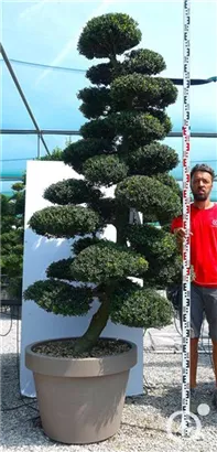 Japan-Stechpalme - Ilex crenata