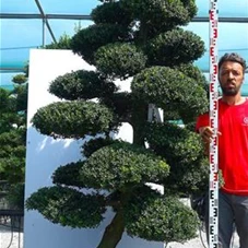Ilex crenata, Gartenbonsai NPriN3 - 220