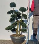 Japan-Stechpalme - Ilex crenata