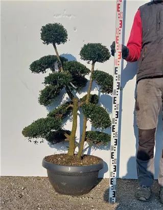 Japan-Stechpalme - Ilex crenata