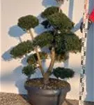 Japan-Stechpalme - Ilex crenata