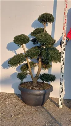 Japan-Stechpalme - Ilex crenata