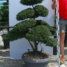 Ilex crenata, Gartenbonsai NPriN31 - 100