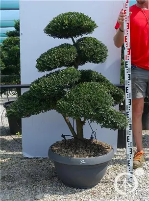 Japan-Stechpalme - Ilex crenata