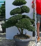 Japan-Stechpalme - Ilex crenata