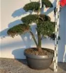 Japan-Stechpalme - Ilex crenata