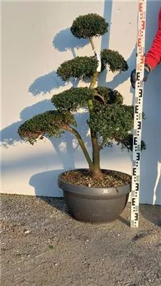 Japan-Stechpalme - Ilex crenata