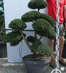 Japan-Stechpalme - Ilex crenata