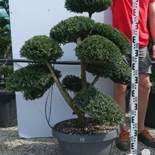 Ilex crenata, Gartenbonsai NPriN33 - 100