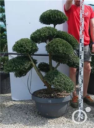 Japan-Stechpalme - Ilex crenata