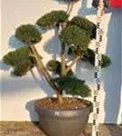 Japan-Stechpalme - Ilex crenata