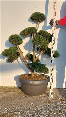 Japan-Stechpalme - Ilex crenata