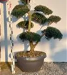 Japan-Stechpalme - Ilex crenata