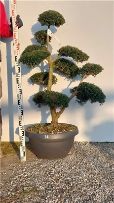 Japan-Stechpalme - Ilex crenata