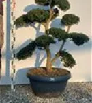 Japan-Stechpalme - Ilex crenata