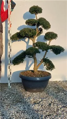 Japan-Stechpalme - Ilex crenata