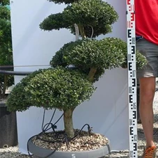 Ilex crenata, Gartenbonsai NPriN5 - 100