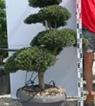 Japan-Stechpalme - Ilex crenata