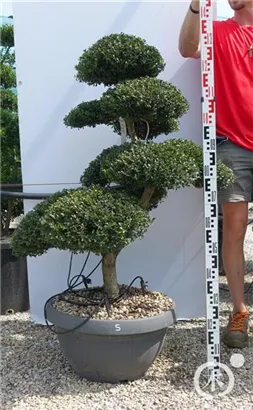 Japan-Stechpalme - Ilex crenata