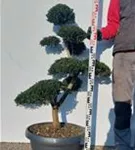 Japan-Stechpalme - Ilex crenata
