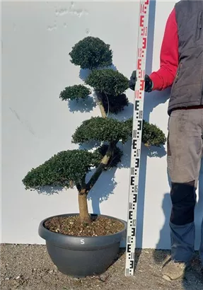 Japan-Stechpalme - Ilex crenata