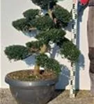 Japan-Stechpalme - Ilex crenata