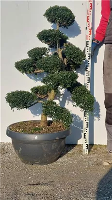 Japan-Stechpalme - Ilex crenata
