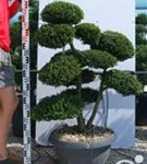 Japan-Stechpalme - Ilex crenata