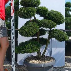 Ilex crenata, Gartenbonsai NPriN9 - 90