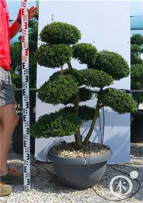 Japan-Stechpalme - Ilex crenata