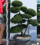 Japan-Stechpalme - Ilex crenata