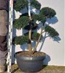 Japan-Stechpalme - Ilex crenata