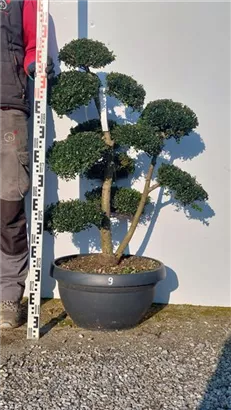 Japan-Stechpalme - Ilex crenata