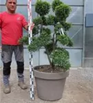 Japan-Stechpalme - Ilex crenata