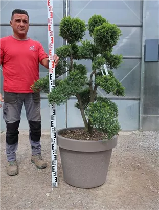 Japan-Stechpalme - Ilex crenata