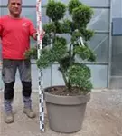 Japan-Stechpalme - Ilex crenata