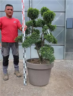 Japan-Stechpalme - Ilex crenata