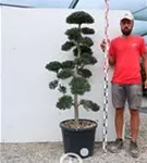 Japan-Stechpalme - Ilex crenata