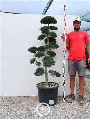 Japan-Stechpalme - Ilex crenata