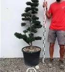 Japan-Stechpalme - Ilex crenata