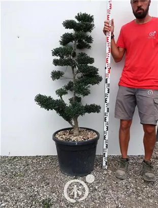 Japan-Stechpalme - Ilex crenata