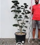 Japan-Stechpalme - Ilex crenata