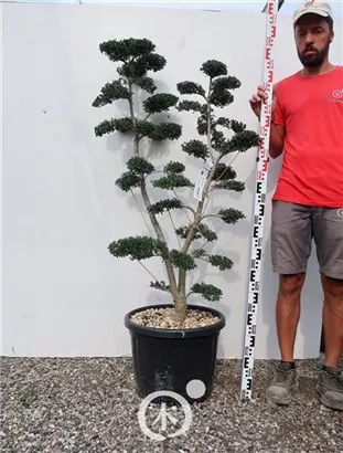 Japan-Stechpalme - Ilex crenata