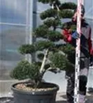Japan-Stechpalme - Ilex crenata