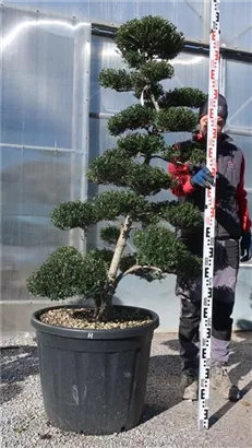 Japan-Stechpalme - Ilex crenata